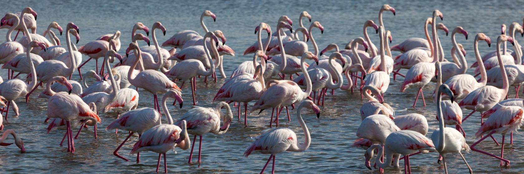 Santuario Natural de Ras Al Khor